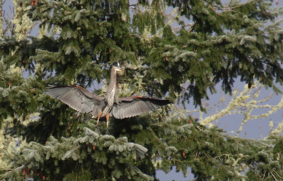 Great Blue Heron - ML278763501