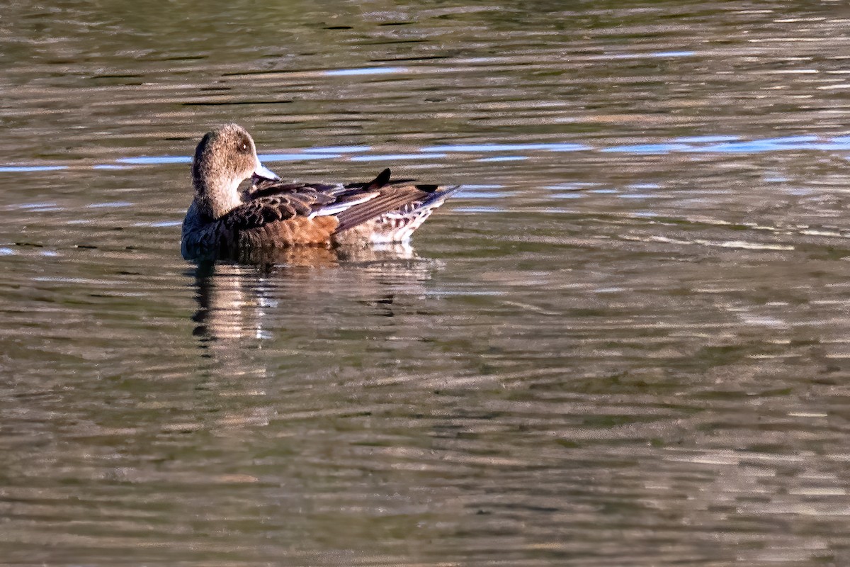 American Wigeon - Danielle  A