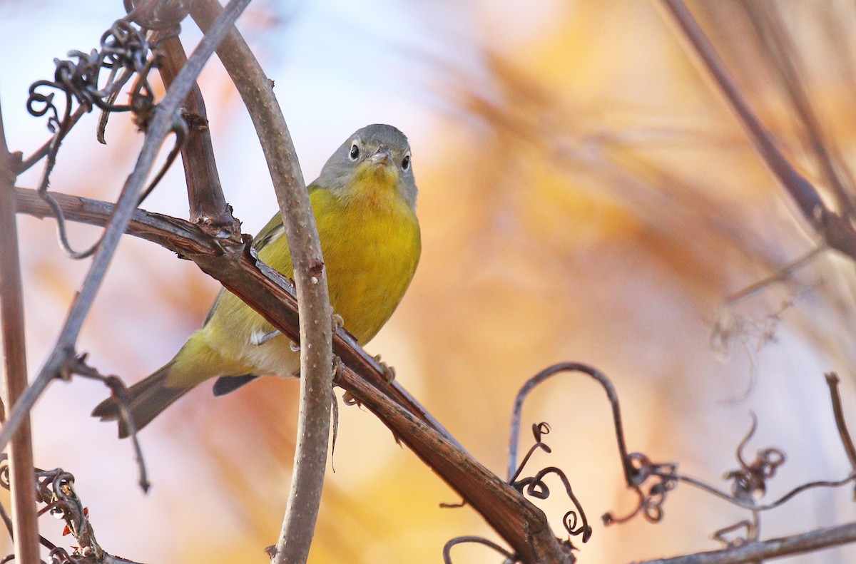 Nashville Warbler - Ryan Schain