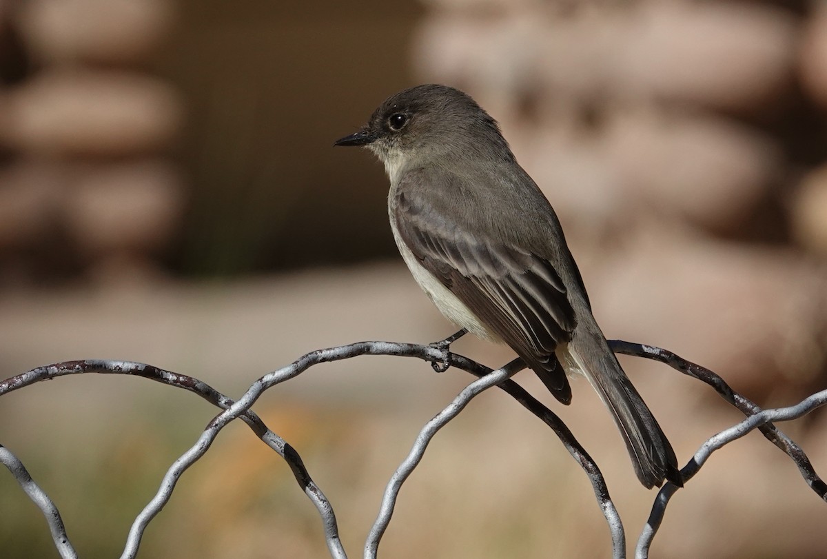 Eastern Phoebe - ML278765751