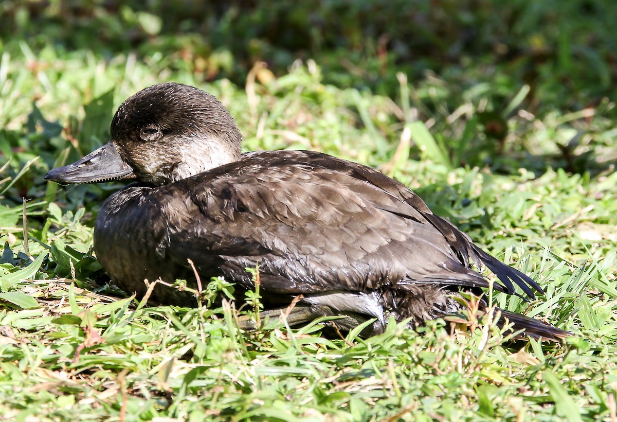 Black Scoter - W Derek Gibbons