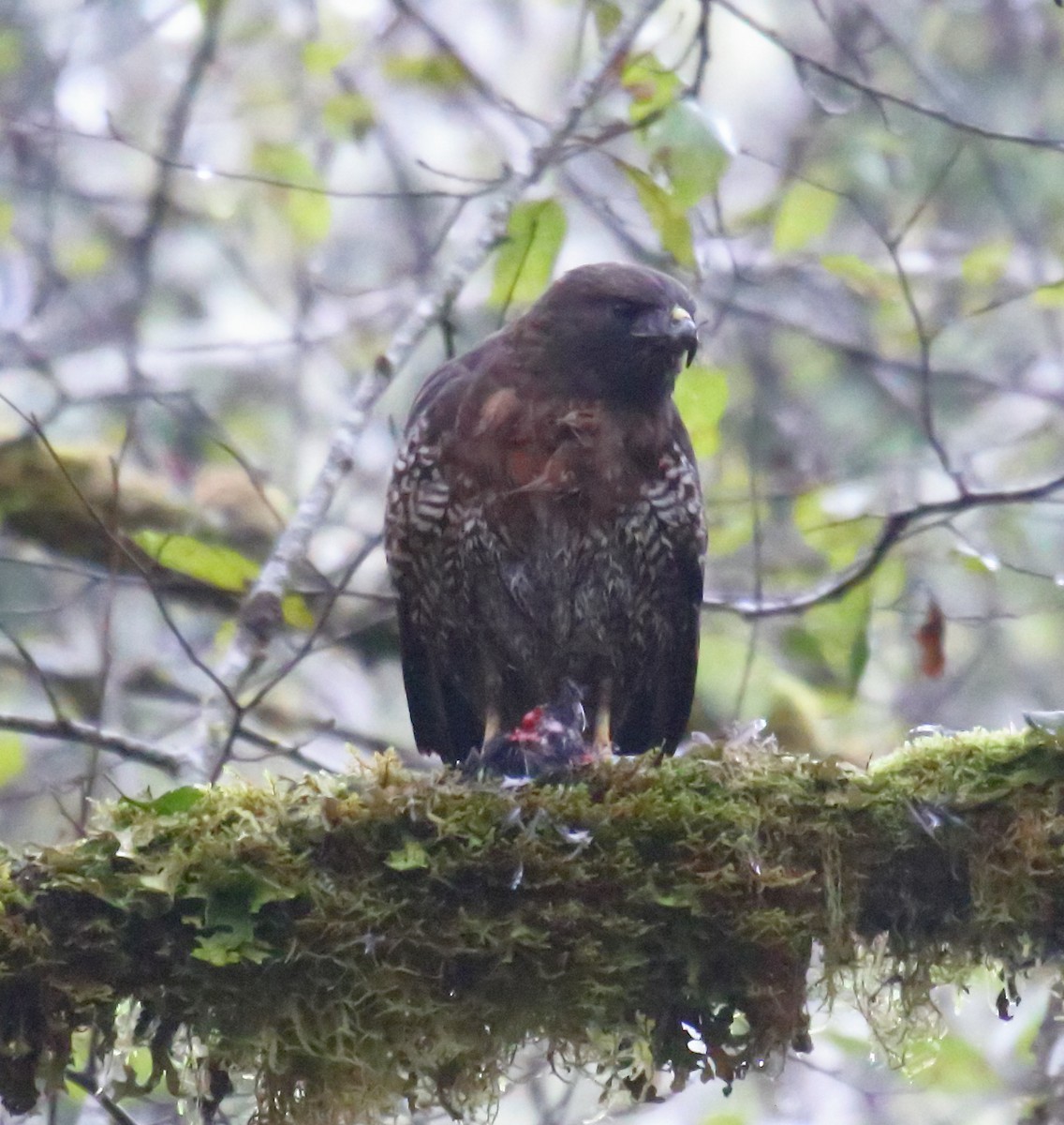 Red-tailed Hawk - ML278767421