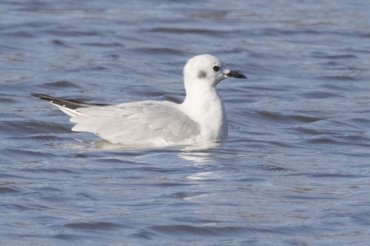 Mouette de Bonaparte - ML278767721