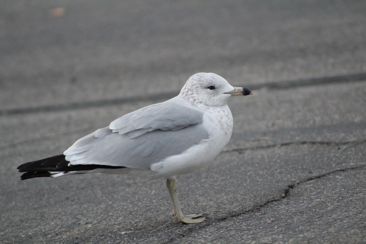 Ring-billed Gull - Cameron Gordon