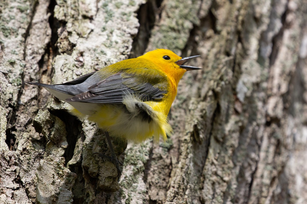 Prothonotary Warbler - Becca Mathews