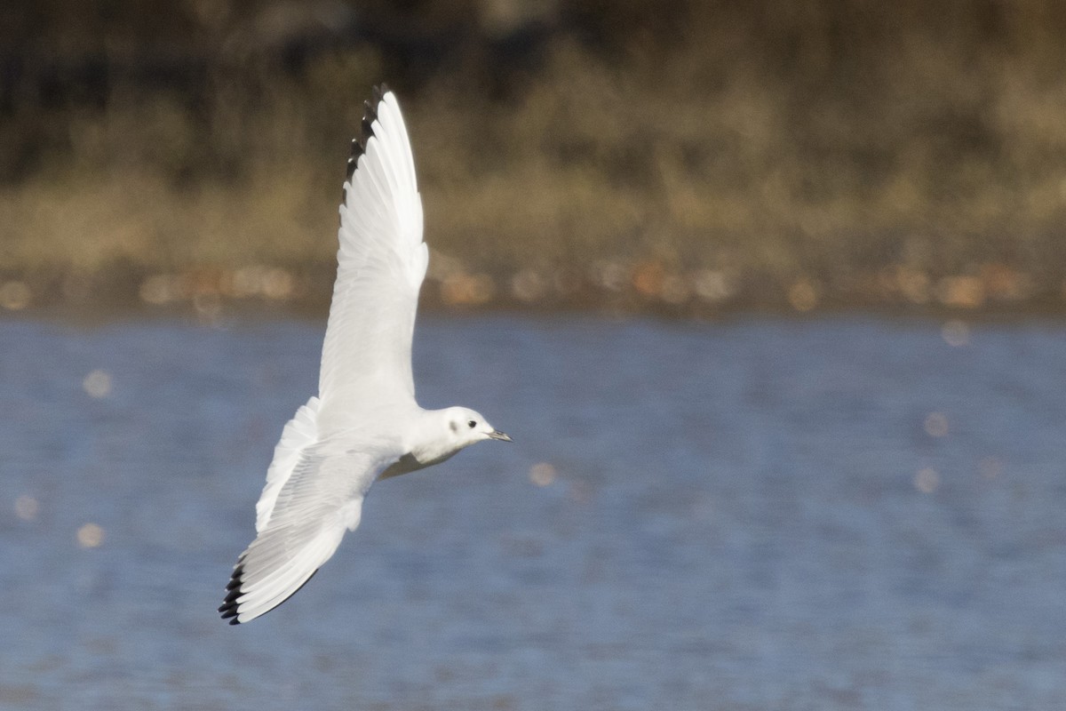 Bonaparte's Gull - ML278768051