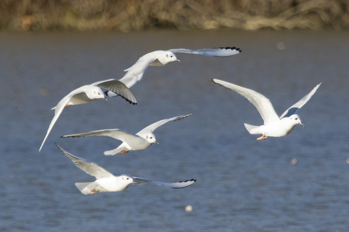 Mouette de Bonaparte - ML278768101