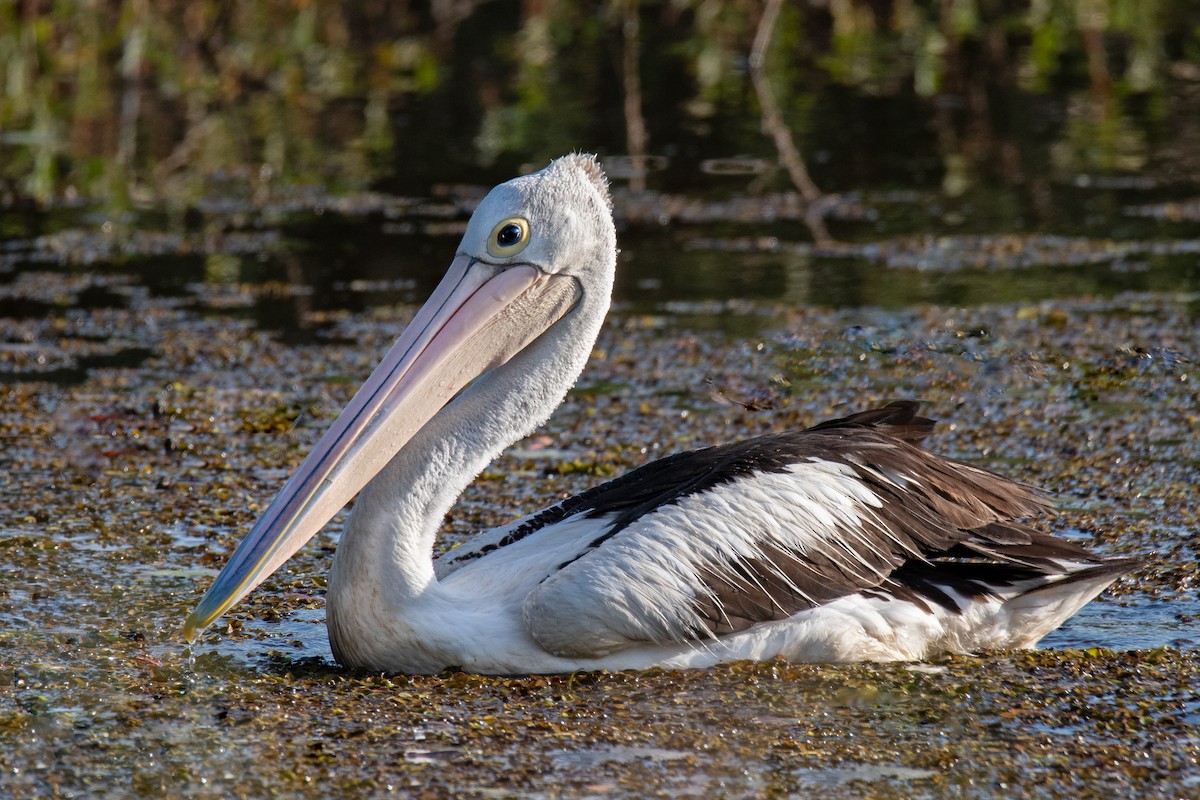 pelikán australský - ML278768741