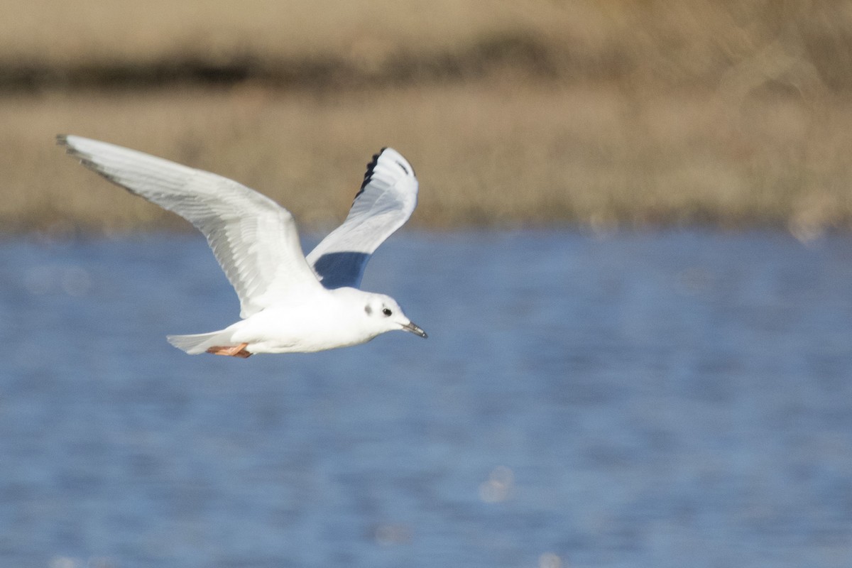 Gaviota de Bonaparte - ML278768901