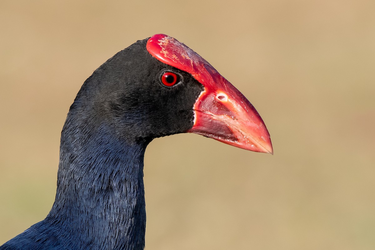 Australasian Swamphen - ML278769141