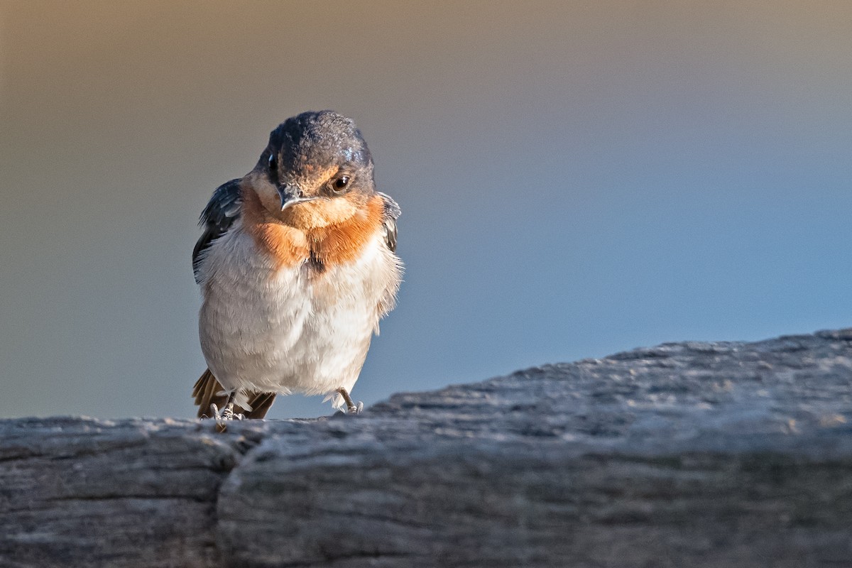 Golondrina Australiana - ML278769191