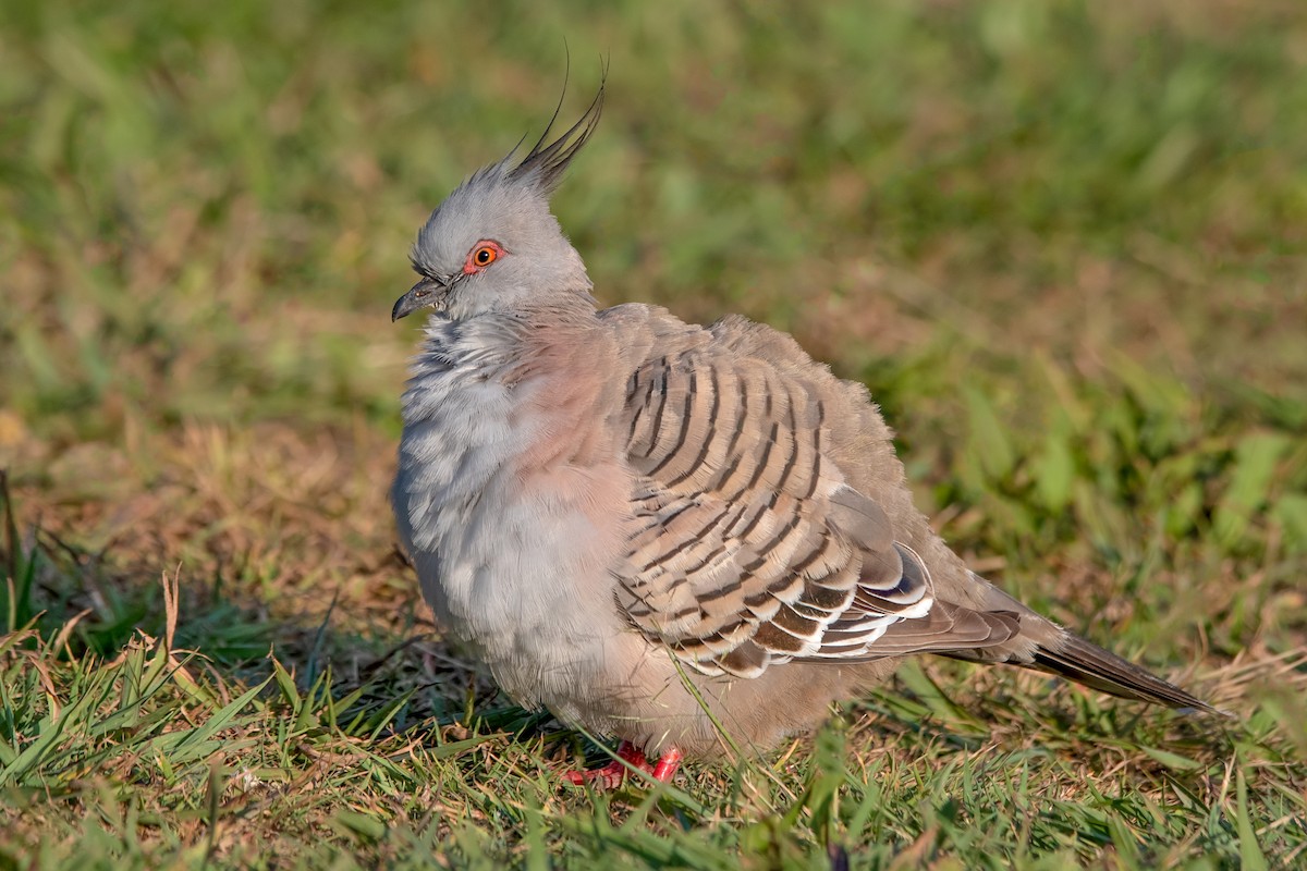 Crested Pigeon - ML278769281