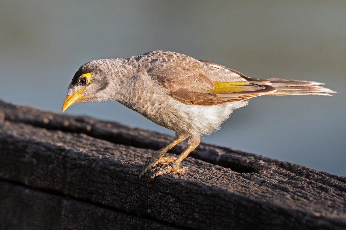 Noisy Miner - ML278769371