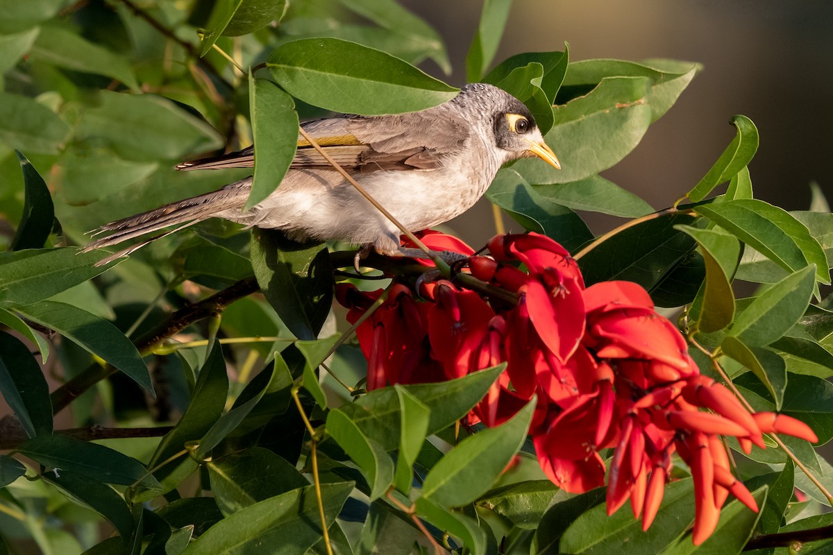 Noisy Miner - ML278769551