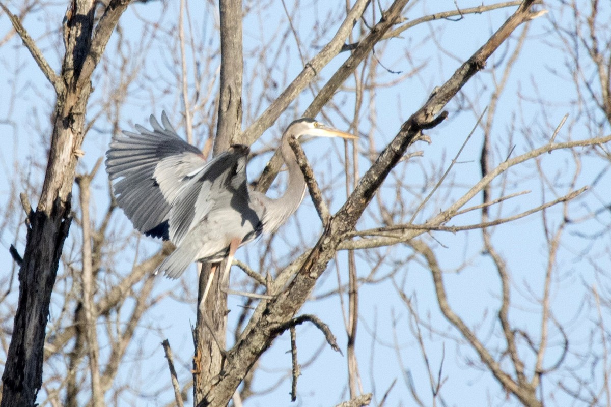 Great Blue Heron - Michael Bowen