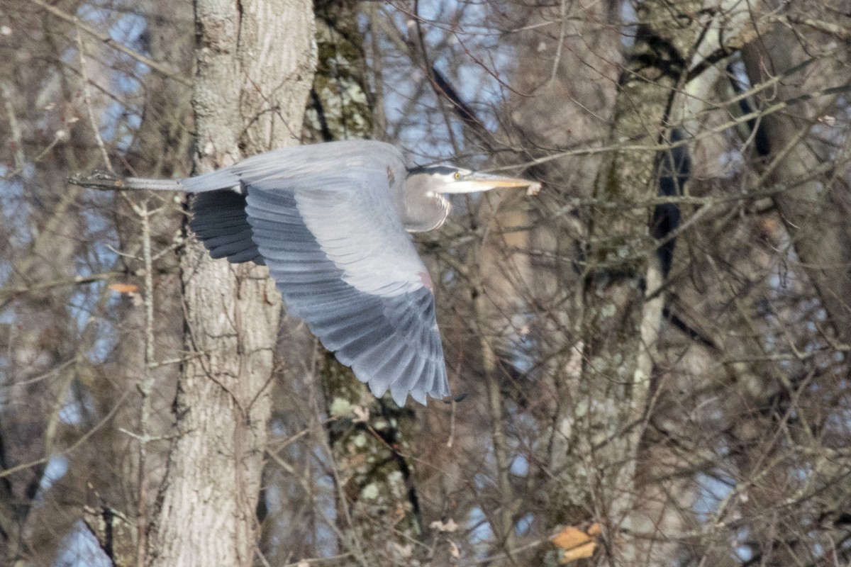 Great Blue Heron - ML278770151