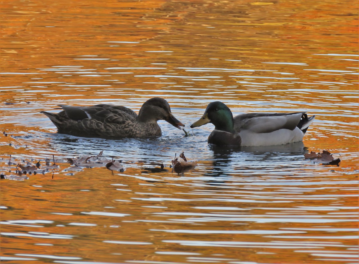 Mallard - ML278771671