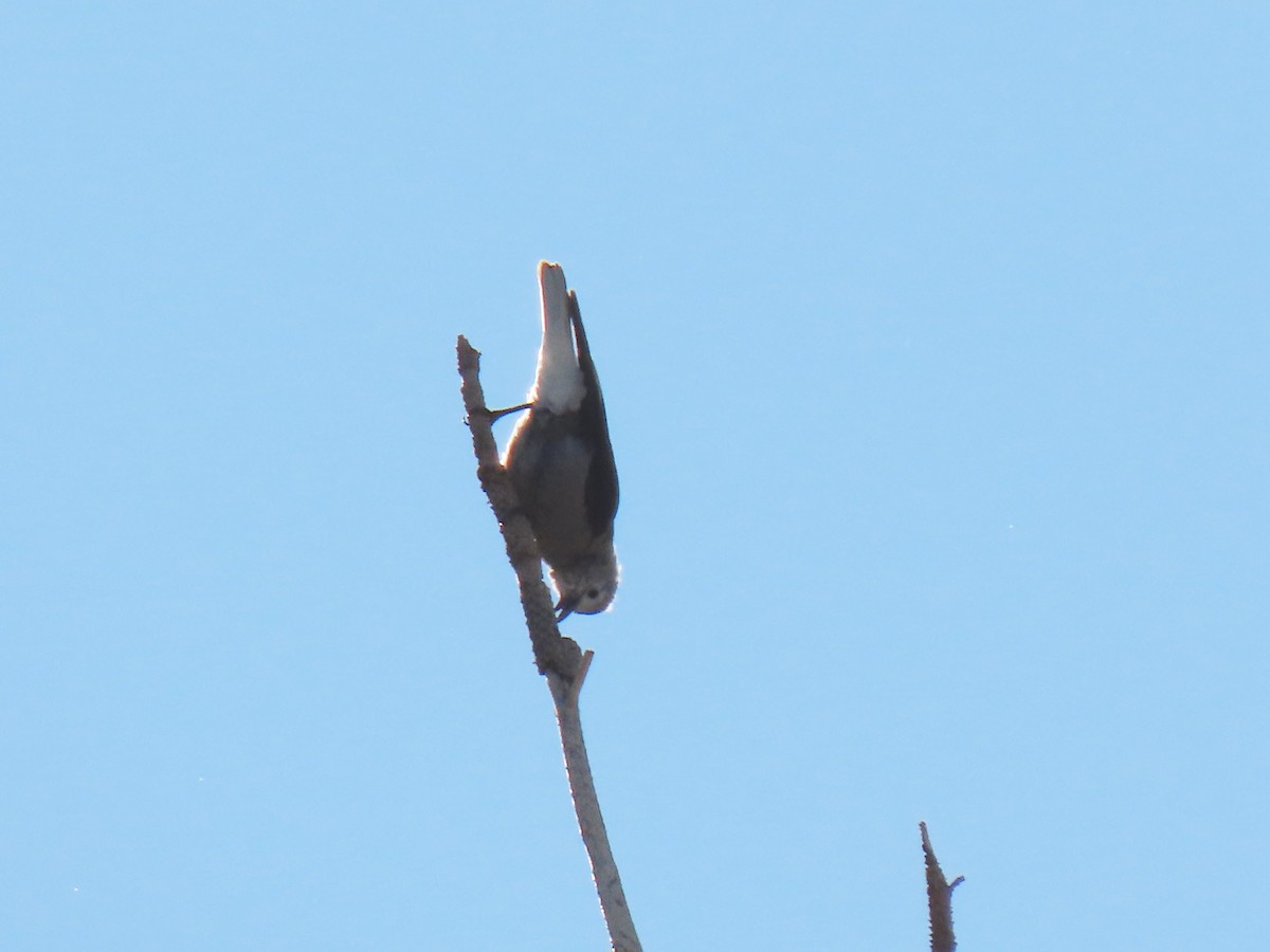 Clark's Nutcracker - ML278773241