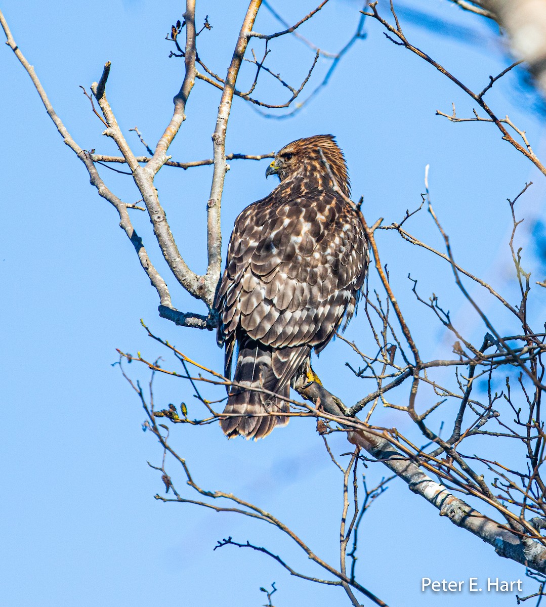 Red-shouldered Hawk - Peter Hart