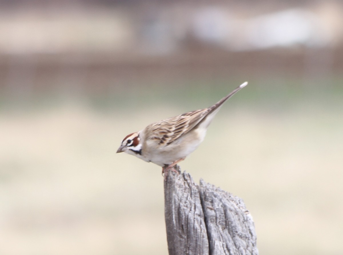 Lark Sparrow - ML27877351