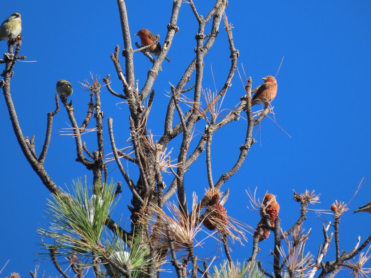 Red Crossbill - ML278773951