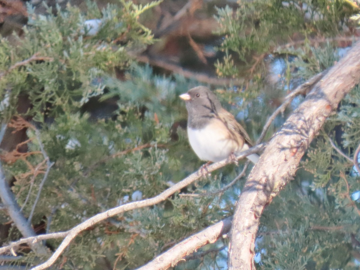 Dark-eyed Junco - ML278774281