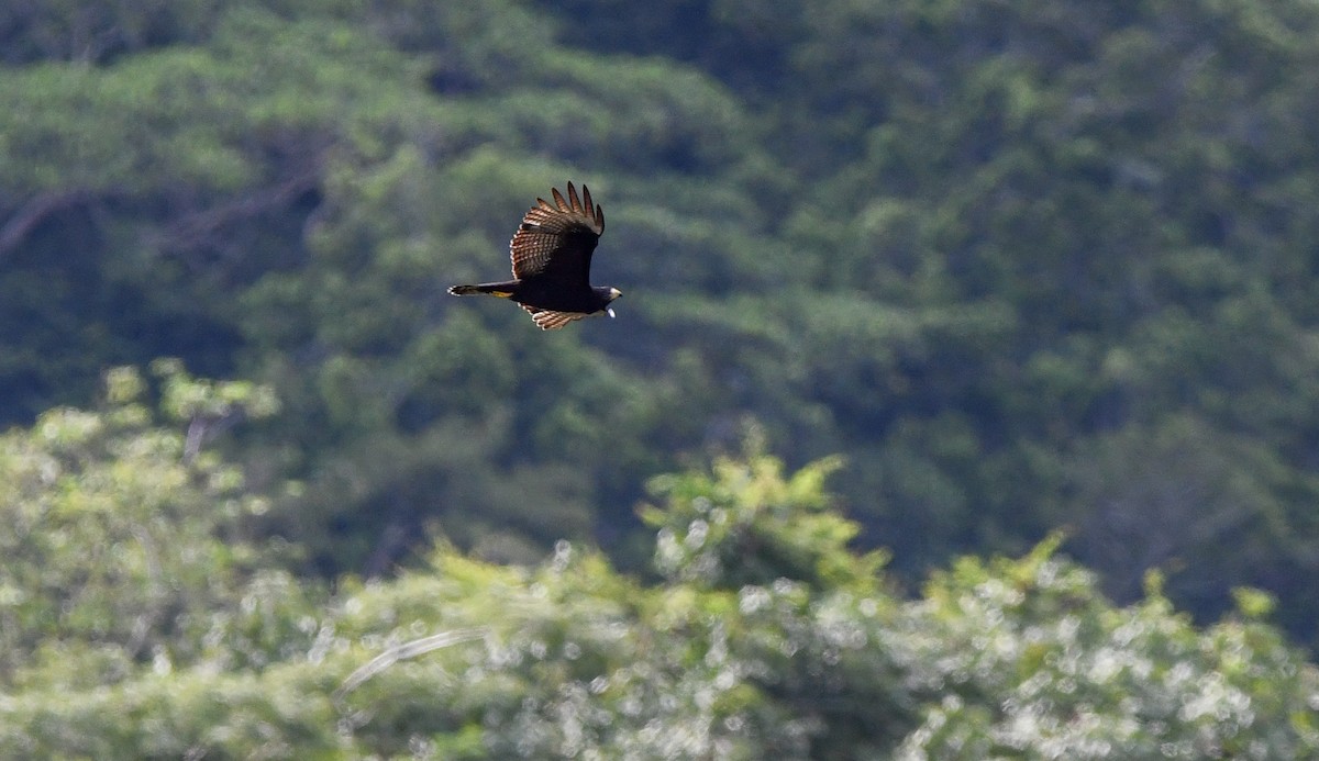 Rußbussard - ML278774461