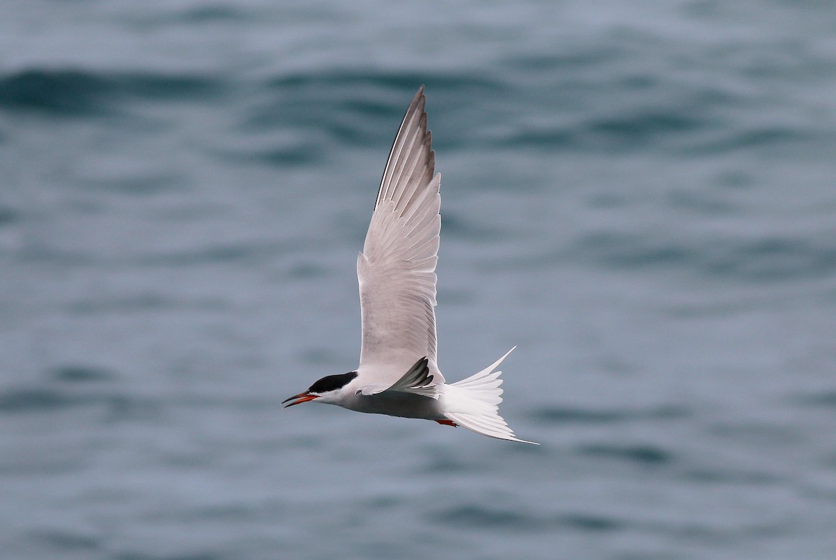 Common Tern - Neoh Hor Kee