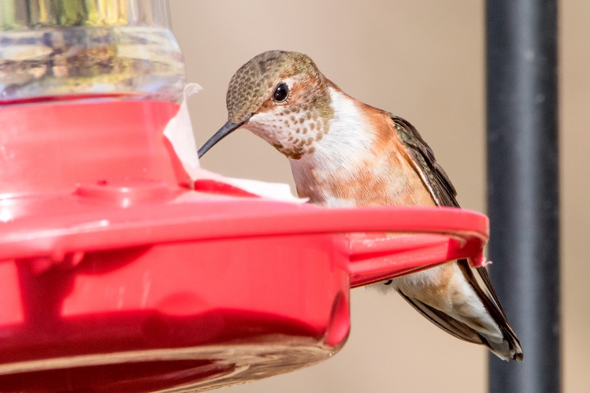Rufous Hummingbird - Sue Barth