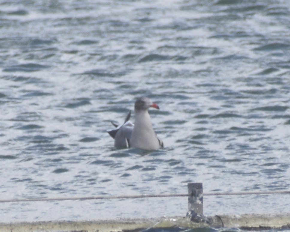 Heermann's Gull - ML278778321