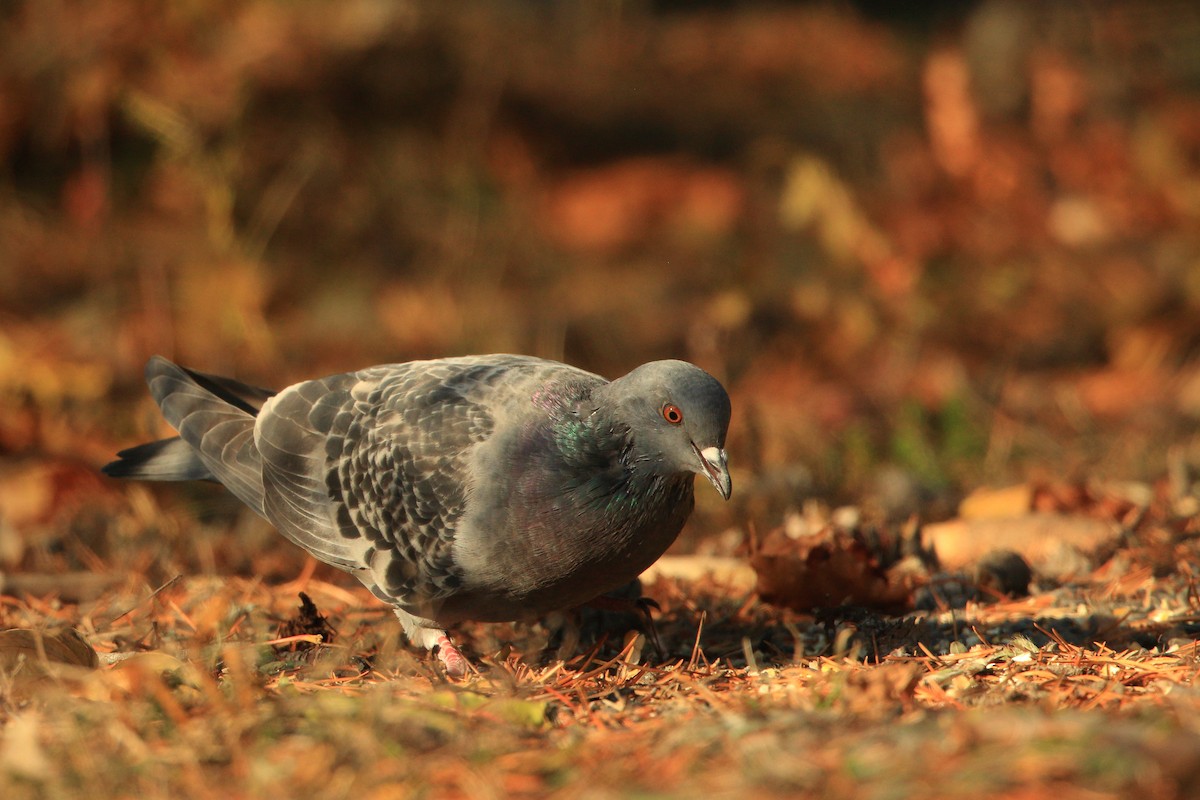 Rock Pigeon (Feral Pigeon) - Serge Rivard