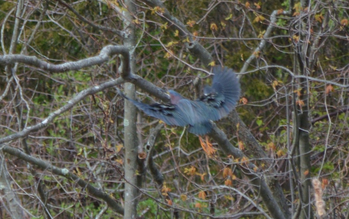 Green Heron - ML27878051