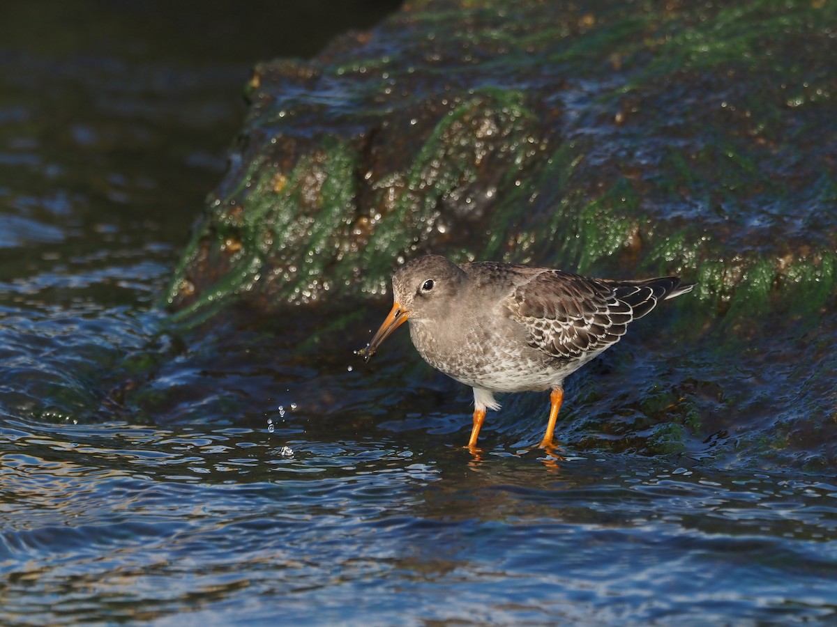 Purple Sandpiper - ML278780511