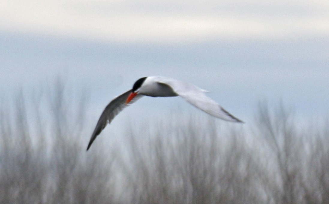 Caspian Tern - ML27878121