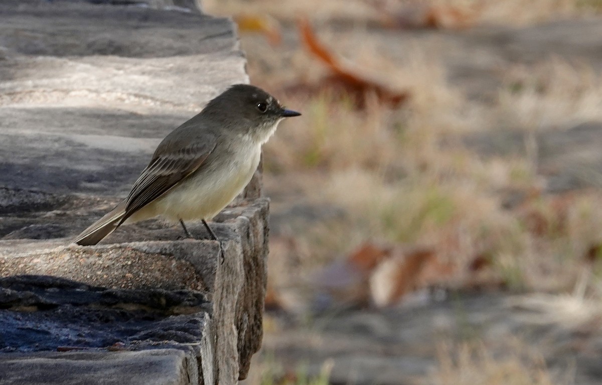 Eastern Phoebe - ML278782711