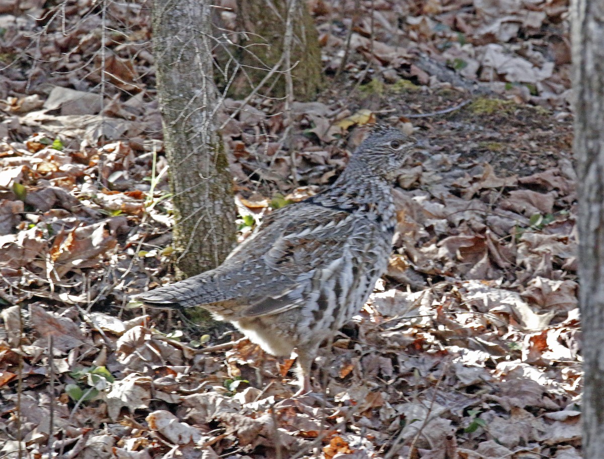 Ruffed Grouse - Wendy Hogan