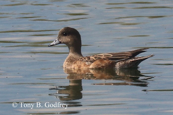 American Wigeon - ML278785291