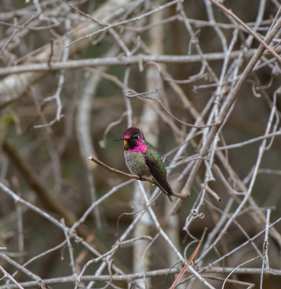 Anna's Hummingbird - ML278786111