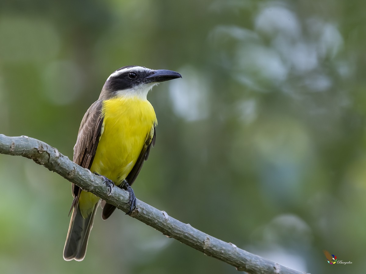 Boat-billed Flycatcher - fernando Burgalin Sequeria