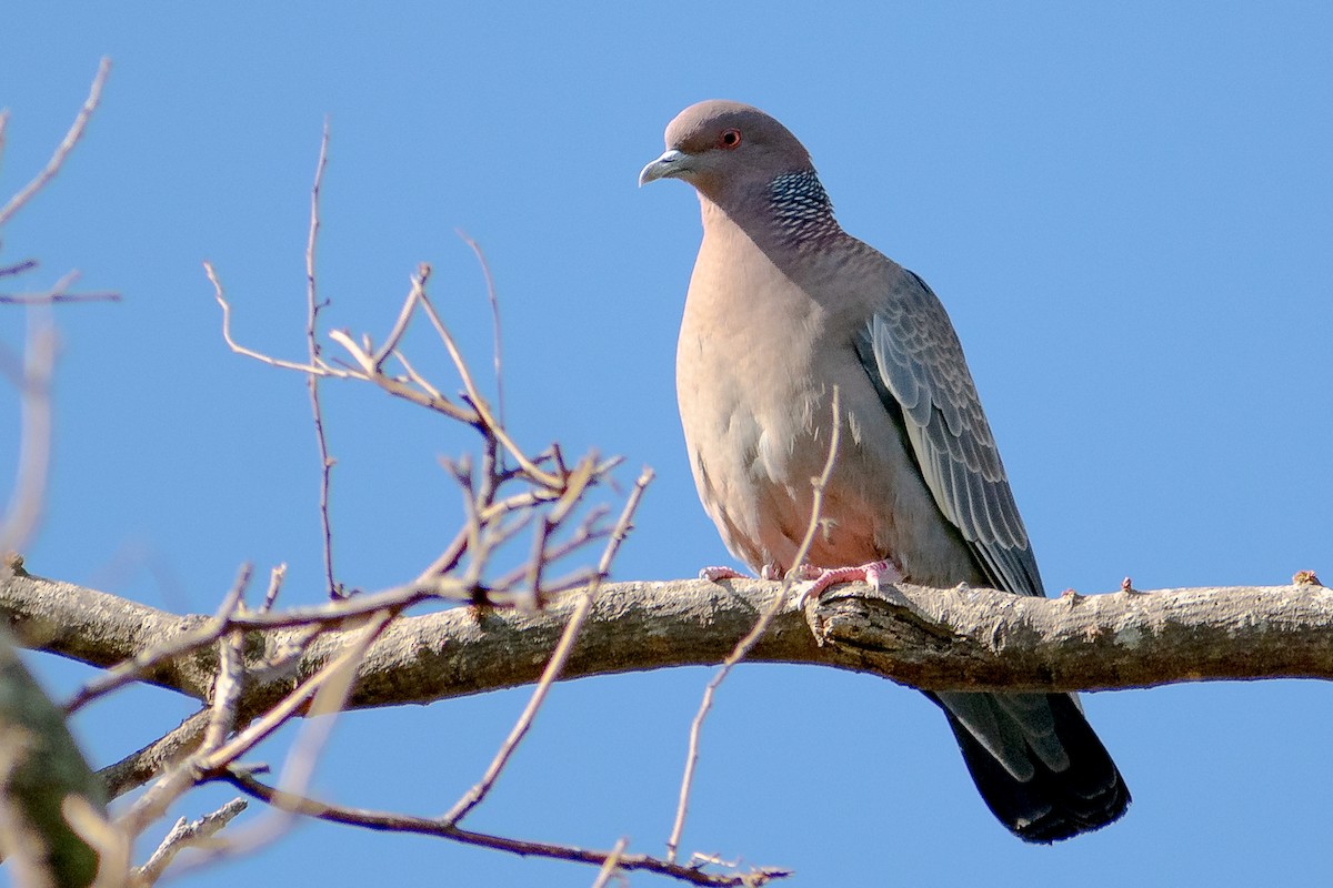 Picazuro Pigeon - ML278786551