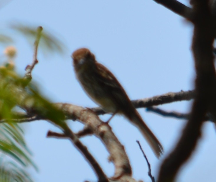 Bran-colored Flycatcher - Viviana Fuentes