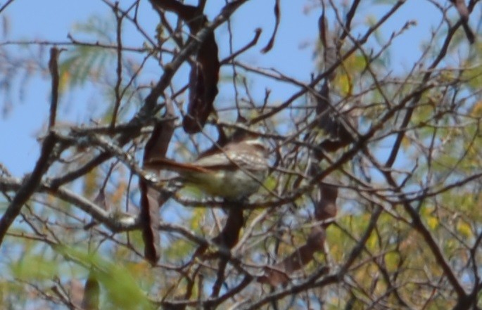 Variegated Flycatcher - ML278787471