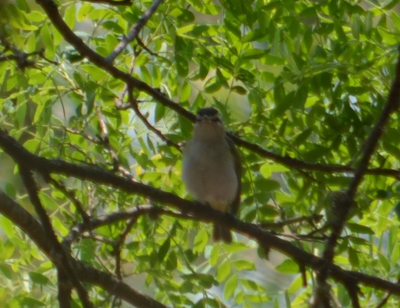 Vireo Chiví - ML278787531