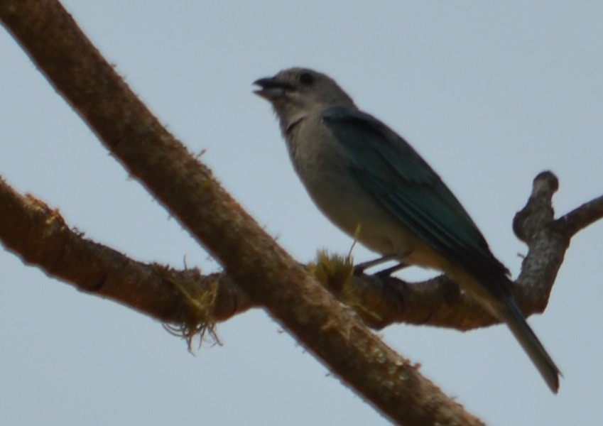 Sayaca Tanager - ML278787661