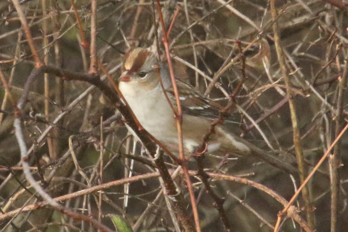 Bruant à couronne blanche - ML278789031