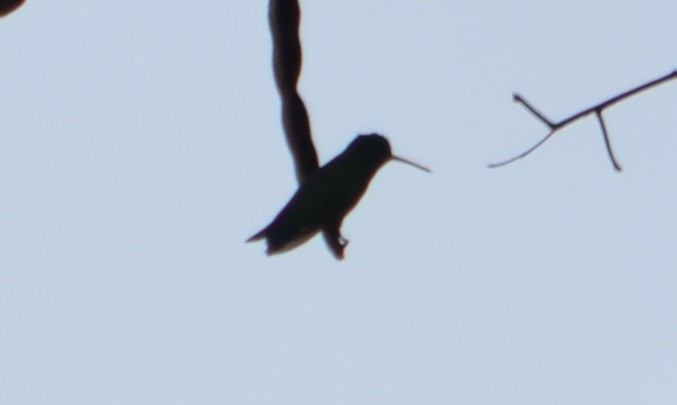 kolibřík lesklobřichý - ML278790481