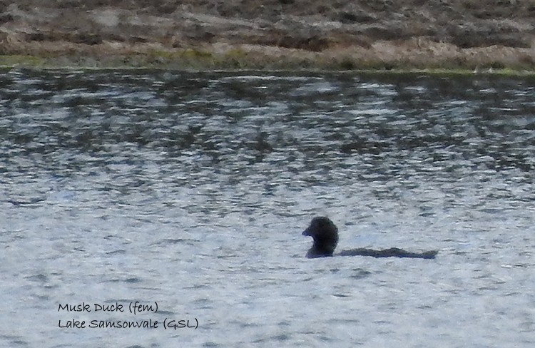 Musk Duck - ML278790661