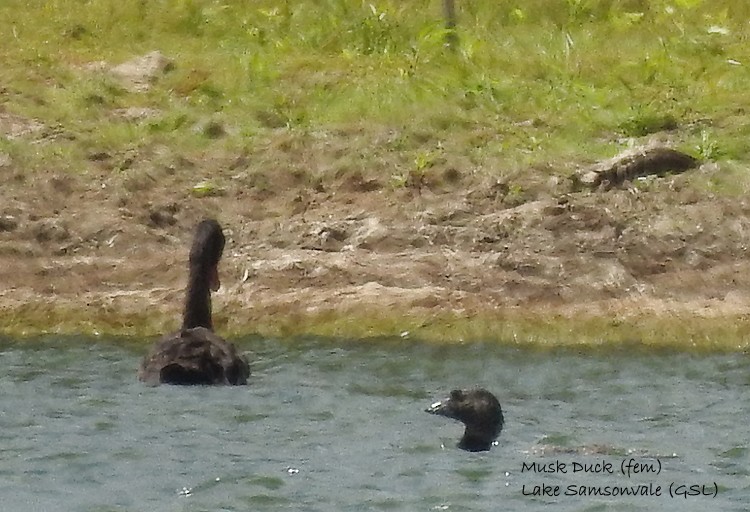 Musk Duck - ML278790671