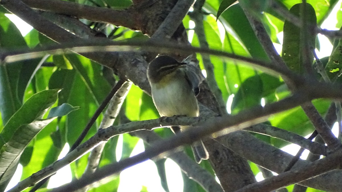 Mosquitero Boreal - ML278790791