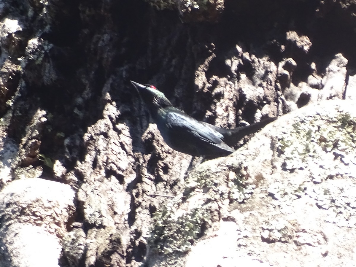 Short-tailed Starling - ML278790861